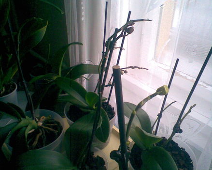 első orchideáim