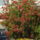 Kefevirag_626657_64543_n_996819_43777_t