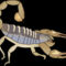SKORPIO normal_iil-symbol-scorpion
