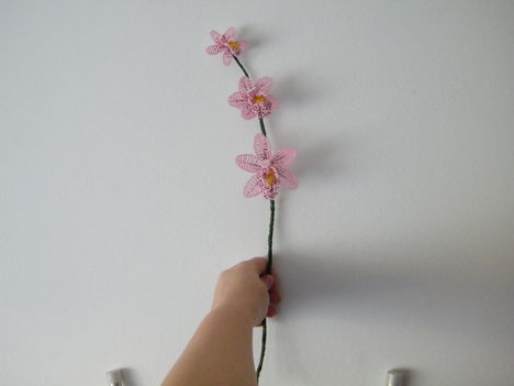 rózsaszín csónakorchidea