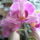 Mini_orchidea-001_998008_66255_t
