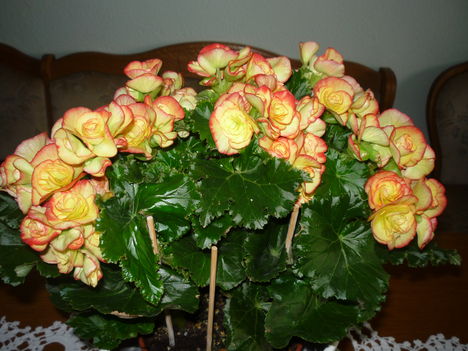 BEGONIA 4