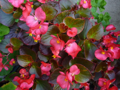 BEGONIA 5