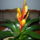 Bromelia_viragzasa_1-001_909250_51170_t