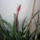 Bromelia_viragzasa_1_909188_16577_t