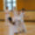 Capoeira_mozdulatok3_99970_146808_t