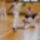 Capoeira_mozdulatok4_99972_447896_t