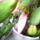 Karacsonyikaktusz_3_909102_66342_t