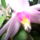 Karacsonyikaktusz_5_909104_48324_t