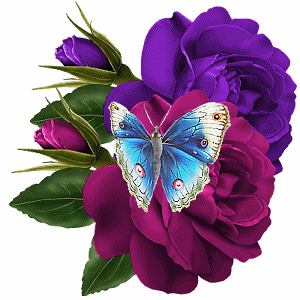 lila és bordó rózsán mozgó pillangó