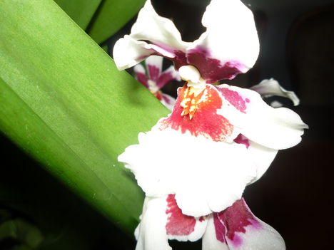 ORCHIDEA VIRÁGZÁSA 1