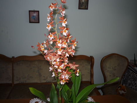 ORCHIDEA VIRÁGZÁSA 1