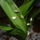 Orchidea_viragzasa_3-002_909233_40787_t