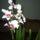 Orchidea_viragzasa_6-002_909236_36340_t