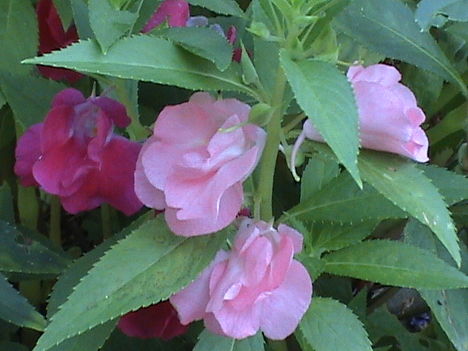 rózsaszín nebáncsvirág-talpigrózsa