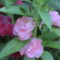 rózsaszín nebáncsvirág-talpigrózsa