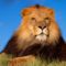 lion_179171_78933_n