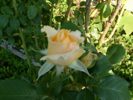 Rózsa kertemből