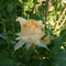 Rózsa kertemből
