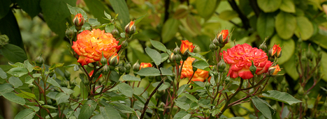 Rózsa Panorama képen