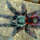 Avicularia_versicolor_398_1200890_t