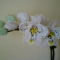 Orchidea2.