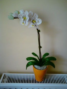 Orchidea