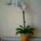 Orchidea