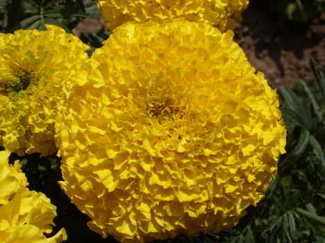 SN854919Bársonyvirág