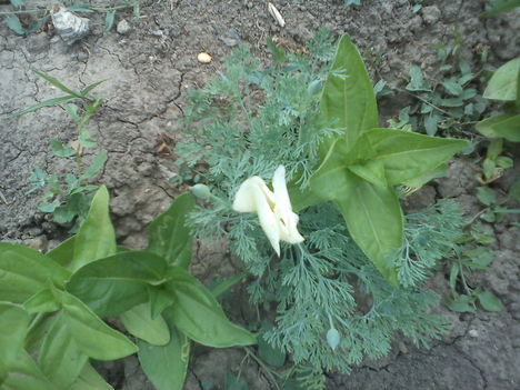 DSC00020