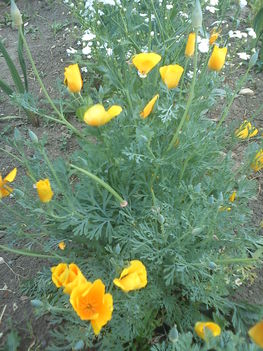 DSC00021