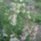 DSC00023