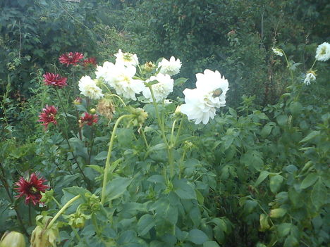 DSC00084