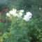 DSC00084