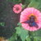 DSC00091