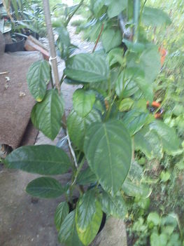 DSC00131