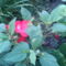 DSC00132