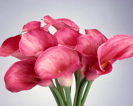 viragcsokor_1103118_1050_n