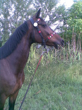 6229450101_Kép169