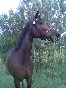 Kép167