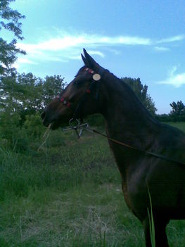 Kép195