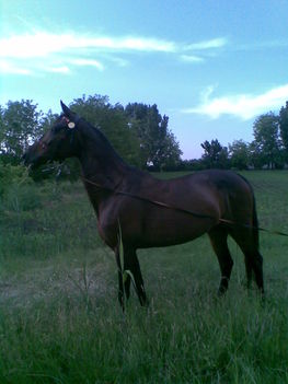 Kép196