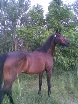 Kép200