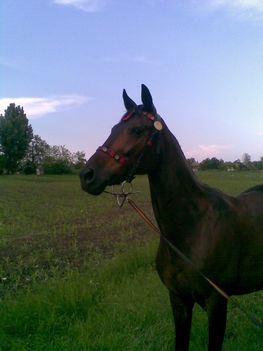 Kép201
