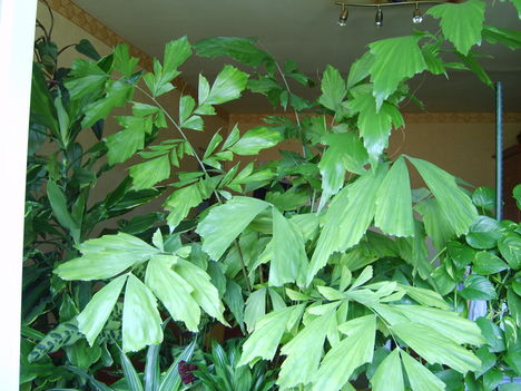 Fotoim 025