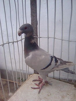 Kék fakó