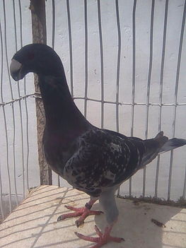 Kék kovácsolt hím 2011