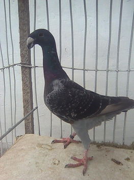 Kék kovácsolt tojó