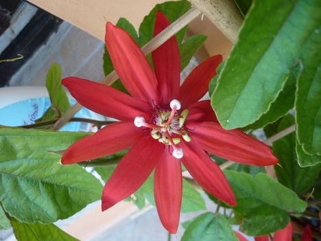 P1060432