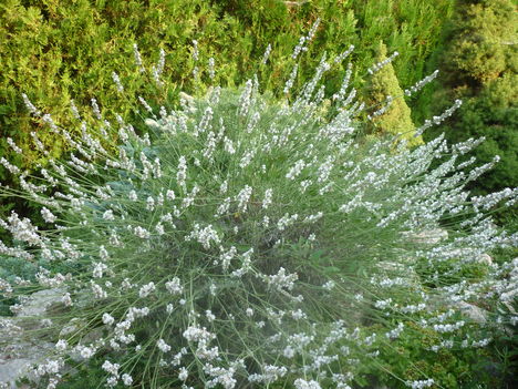 P1060781